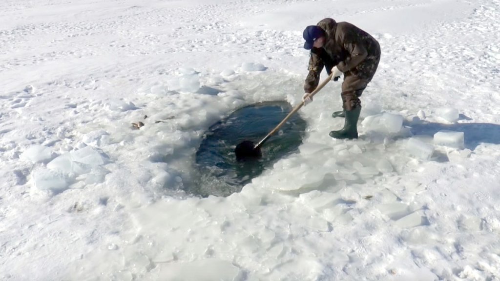 Черпают карасей лопатой... Зимняя рыбалка на заморном водоеме? Или просто повезло?