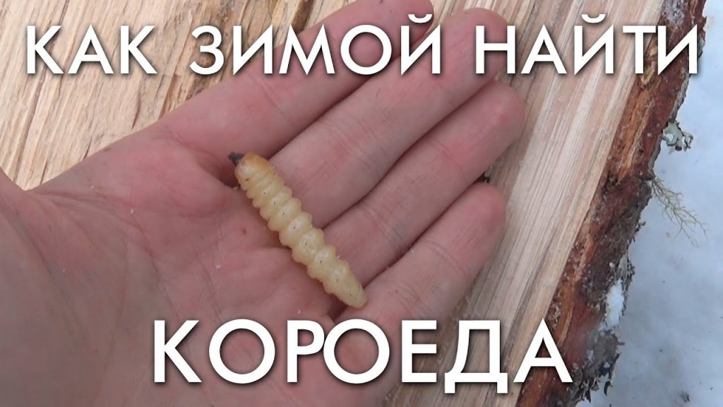 Поездка в тайгу за короедом на промысловике ураган / как зимой найти короеда / съел короеда живьем Поездка в тайгу за короедом на промысловике ураган / как зимой найти короеда / съел короеда живьем