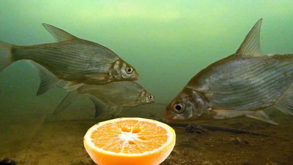 Реакция рыбы на апельсин! Лещ, окунь, плотва. Подводная съемка