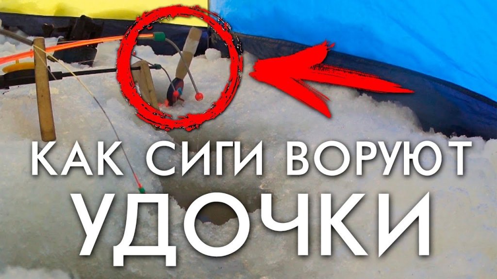 Как сиги воруют удочки. Как сиги воруют удочки.
