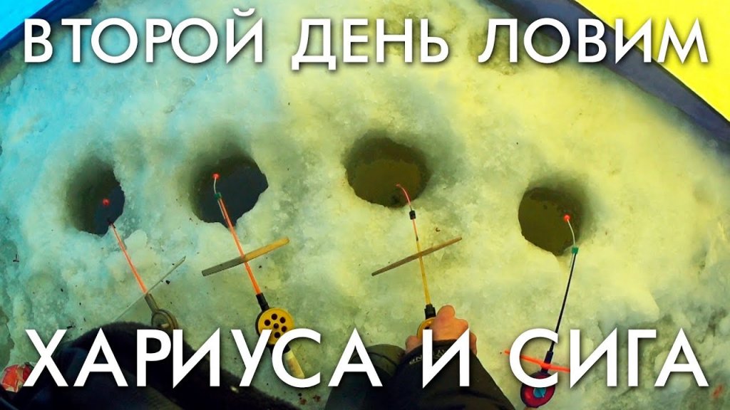 Второй день ловим сига и хариуса возле деревни Второй день ловим сига и хариуса возле деревни