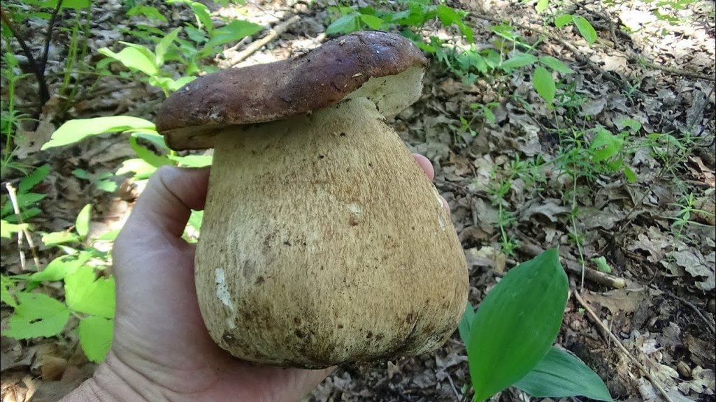 За белыми грибами , весной 2019