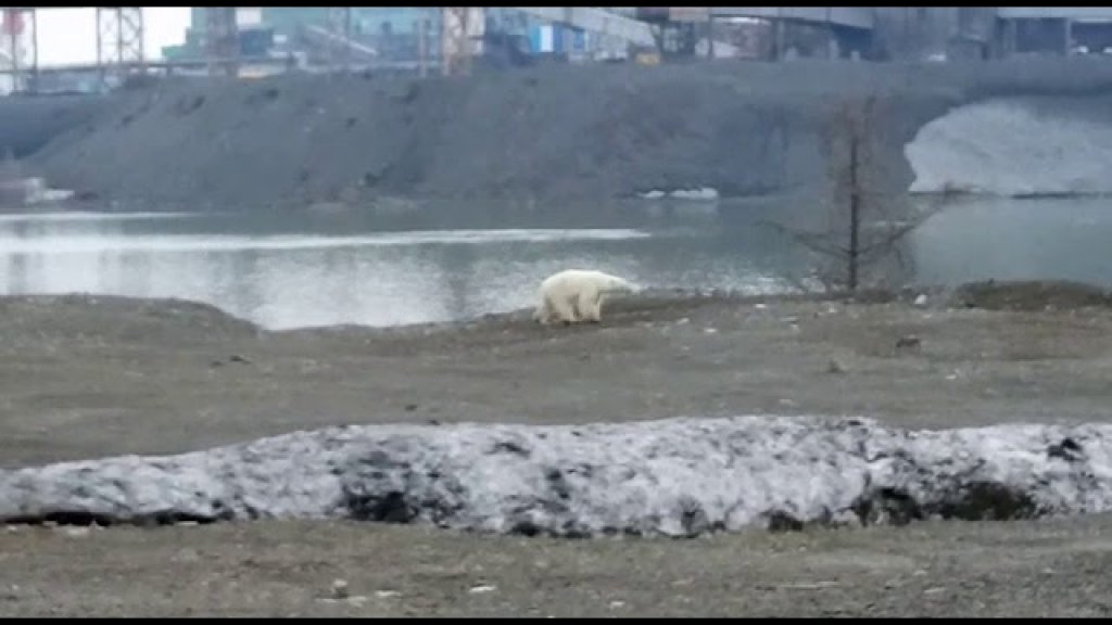 Белый медведь зашел в город. Норильск.