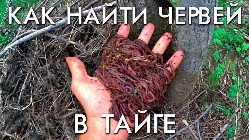 Как найти в червей в тайге или где искать червей в лесу Как найти в червей в тайге или где искать червей в лесу