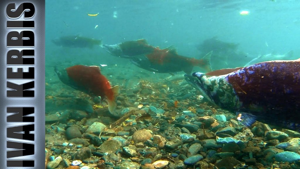 «На краю земли» | Подводная охота на Камчатке (часть 3)