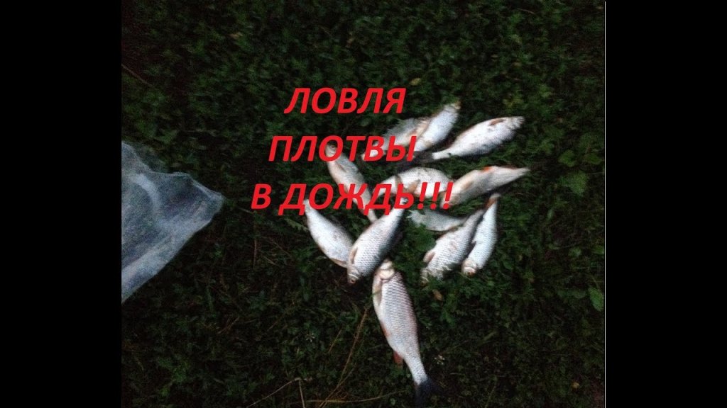 Нара 29.06.2019!!! Ловля плотвы в дождь!!! Нара 29.06.2019!!! Ловля плотвы в дождь!!!