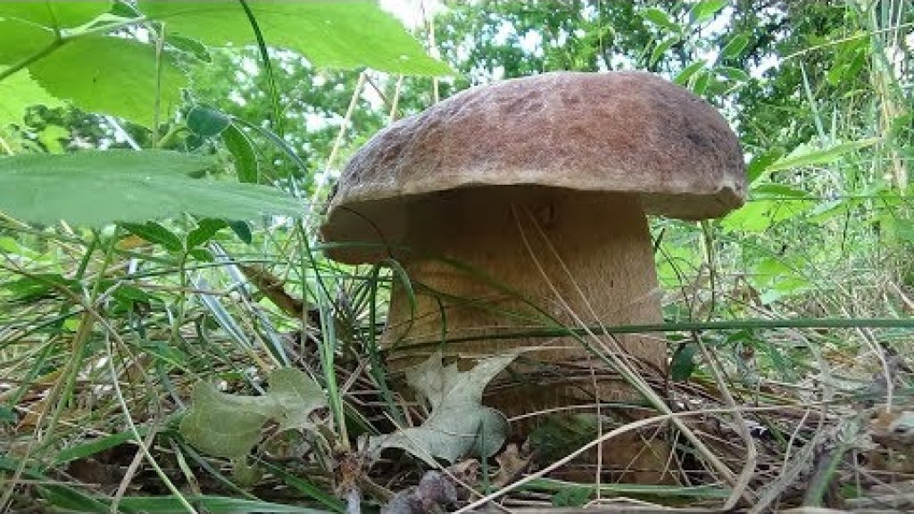 Белые грибы пошли массово! Грибы 2019