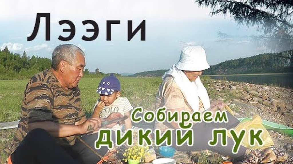 Дары природы. Дикий лук. Сбор. Дары природы. Дикий лук. Сбор.