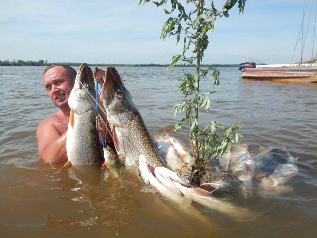 Купание с дельфинами