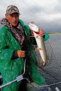 Сильный клев. Нижний Сузун рыбалка. Рыболовные базы в верх Сузуне. Сузунская рыба. Рыбалка в Сузуне сейчас.