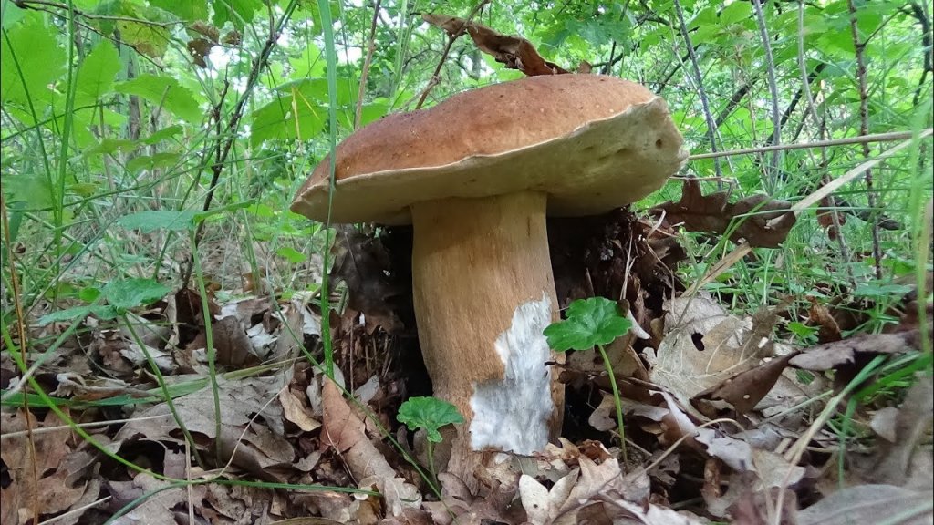За белыми грибами летом.  Много белых грибов
