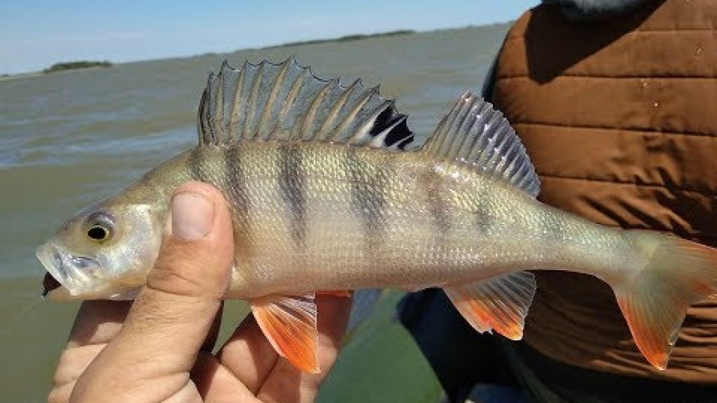 Ловля крупного окуня на водохранилище