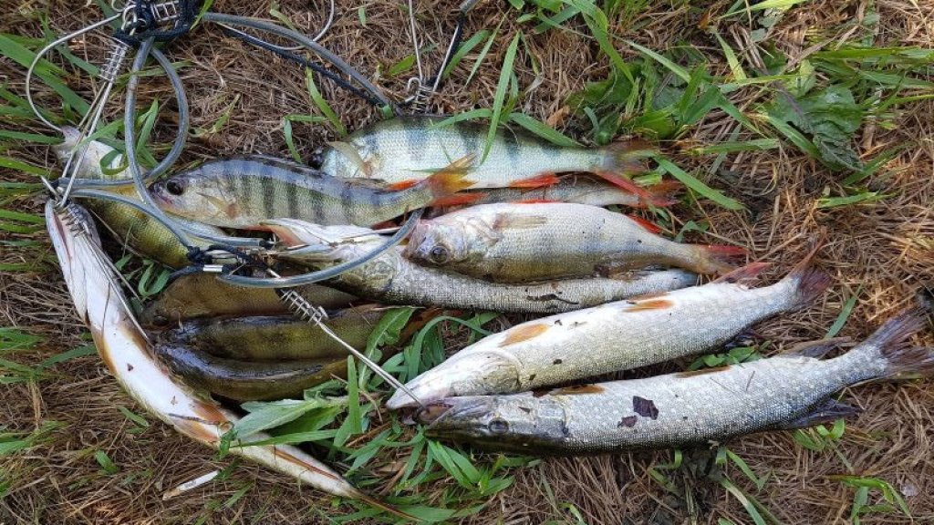 Поиски рыбы на оз. Глубоком, июль 2019