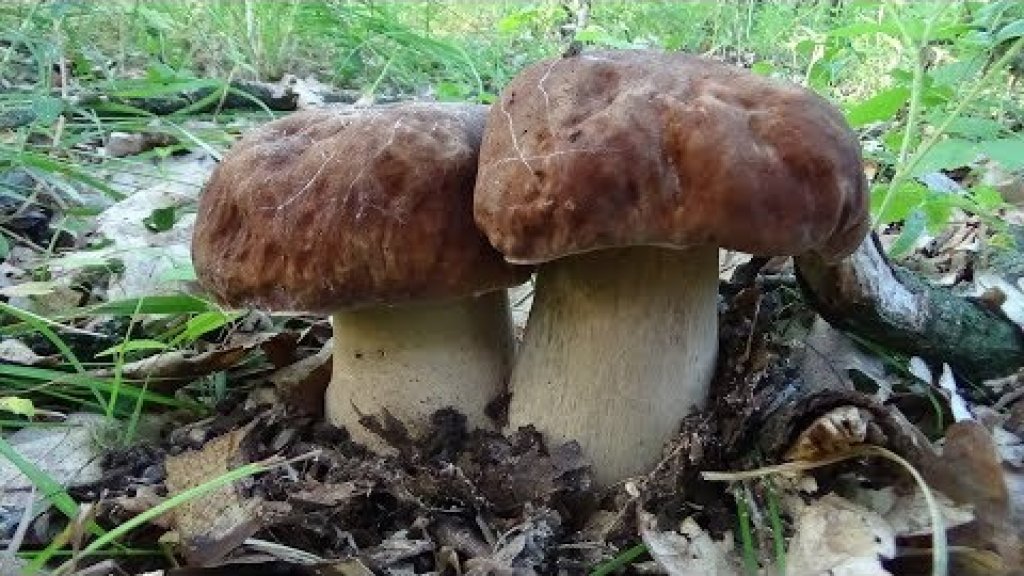 Белые грибы массово. Сбор белых грибов 2019