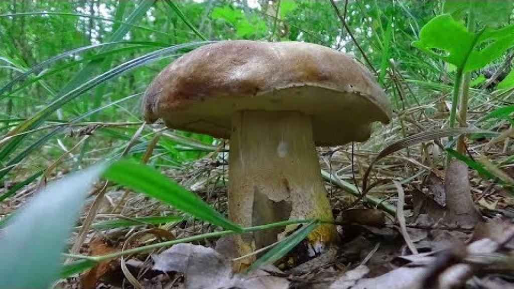За белыми грибами  Много белых грибов! For porcini mushrooms