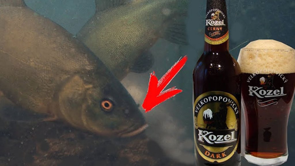 Рыба любит темное пиво! Подводная съемка. Линь, карась