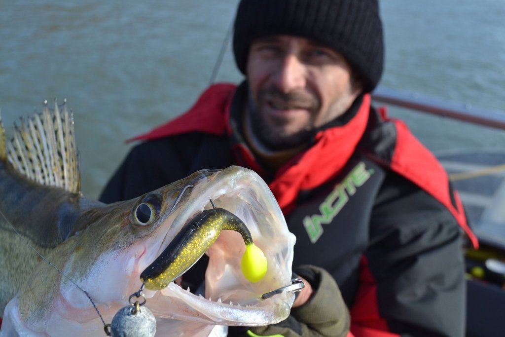 Осенний судак рыбинск. Какой цвет предпочитает судак. Зрение судака. Любимый цвет судака весной. Лучшие приманки на судака летом джиг.