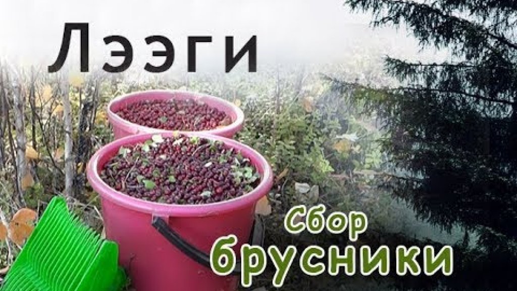 Лээги. Сбор брусники в Якутии. Обзор палаток.//Berry picking in Yakutia.