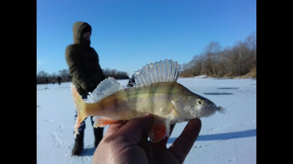Рыбалка по первому льду 2019