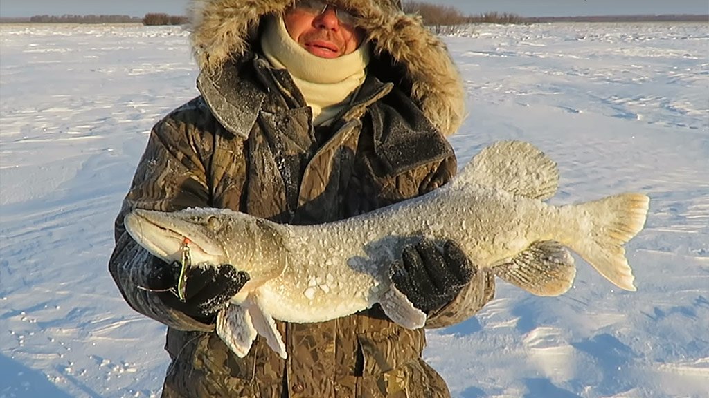Секретное озеро в тайге. Рыбалка на окуня и щуку в Парабели Секретное озеро в тайге. Рыбалка на окуня и щуку в Парабели