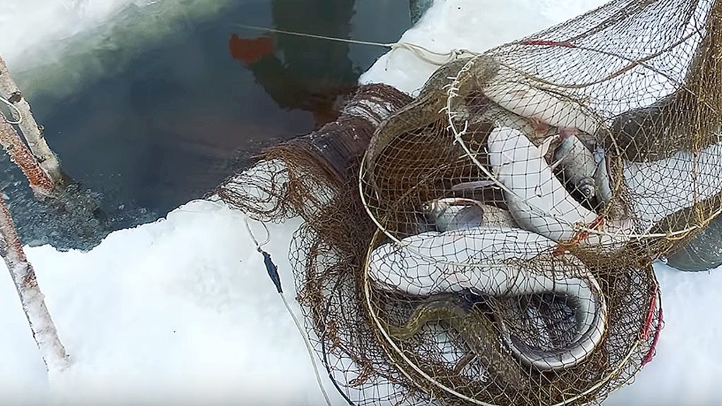 Как ловят рыбу зимой рыболовы-промысловики в глухой Сибири