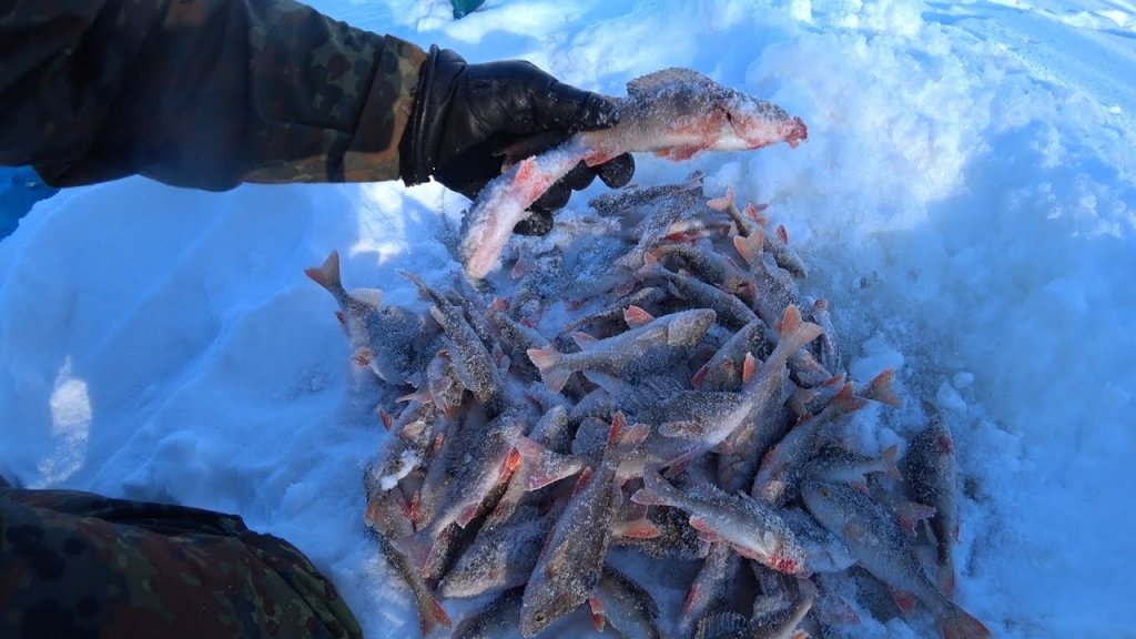 Рыбалка в лютый мороз. Надергал кучу окуней. Часть 2.