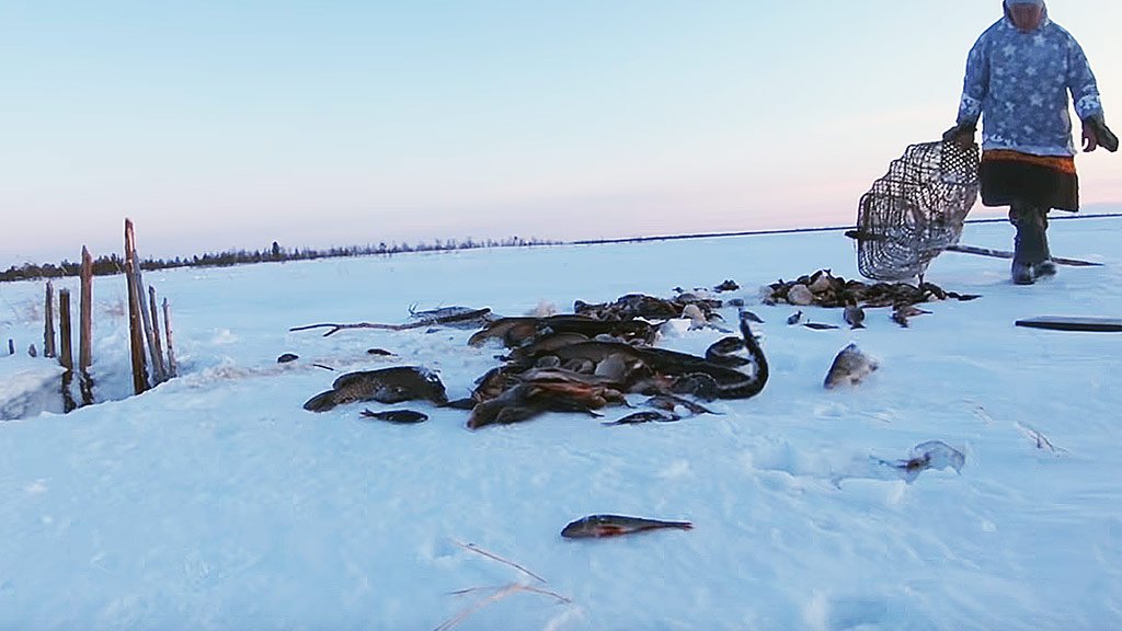 Как зимой рыбачат ханты-оленеводы? Древний способ пропитания