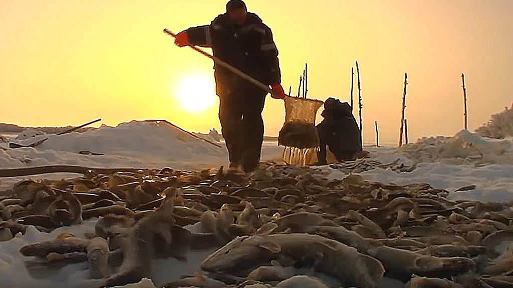 День год кормит? Жизнь и промысловая рыбалка на Севере – взгляд изнутри
