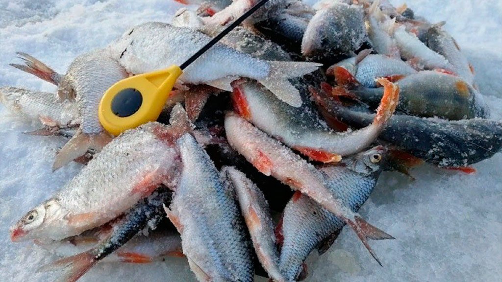 Рыбалка в Сузуне на Оби. Окунь на балансир и плотва на мормышку