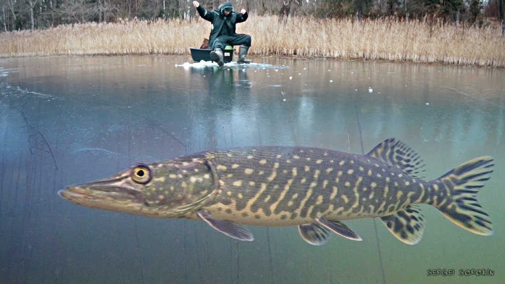 Зимняя рыбалка 2019 - 2020. Ловля на жерлицы и мормышку. Рыбалка на щуку
