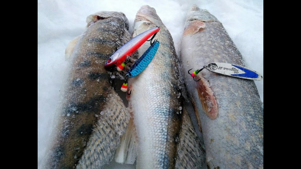 Рыбалка на Обском море. Судак. Щука. Рыбалка на Обском море. Судак. Щука.