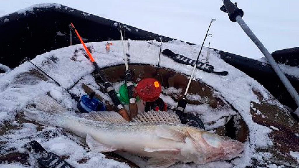 Рыбалка на судака на Обском море. Тайга Варяг 550. Веселый Выезд