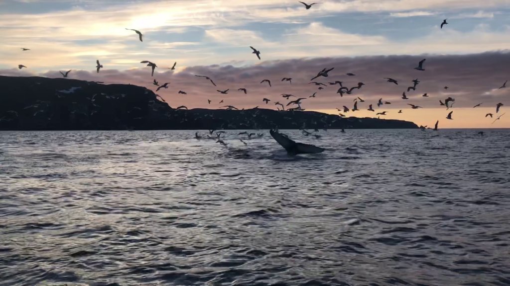 Пир Китов в Баренцевом море. Рыбалка на Кольском полуострове