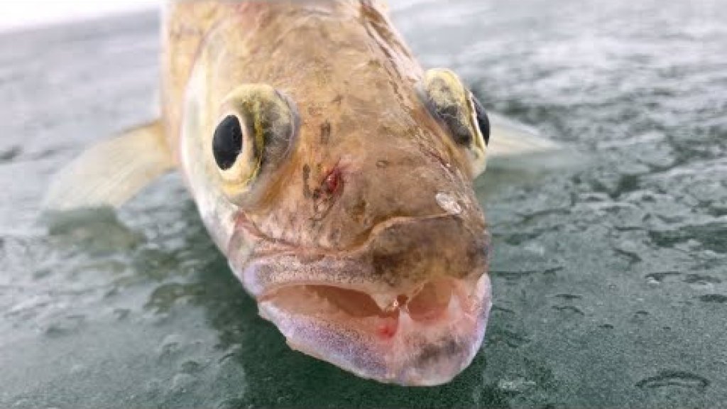 зимняя рыбалка на судака, водохранилище Курты январь 2020 fisherman21