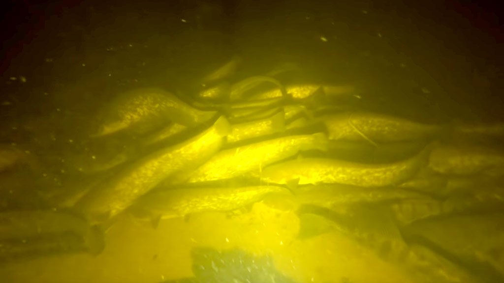 Больше тонны сомов и судака в подводной яме. Как рыба прячется от браконьеров