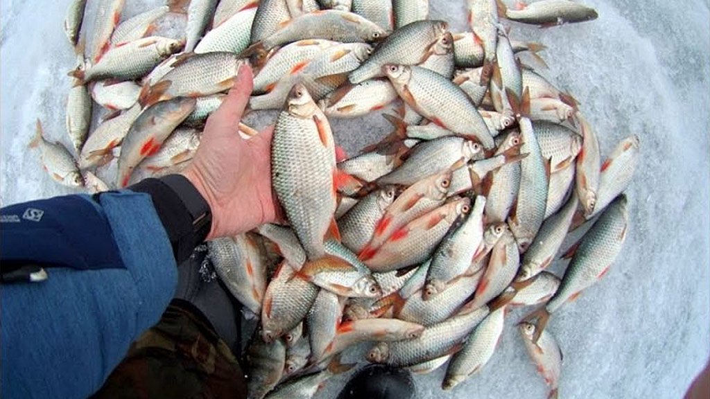Бешеный клёв крупной сороги, плотвы зимой. Сказочная рыбалка на Обском водохранилище г. Новосибирск