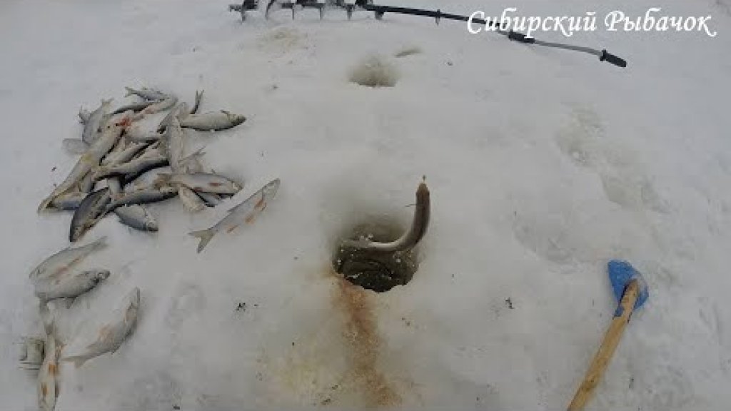 Удачная рыбалка на далёких перекатах в Сибири на речке Чулым