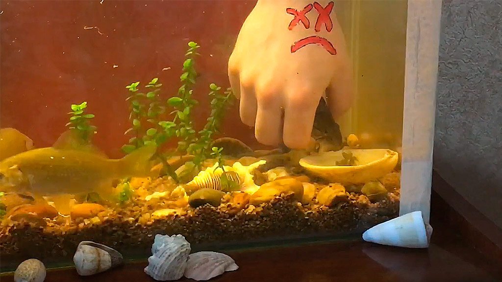 Ручной ротан в аквариуме ест мормыша