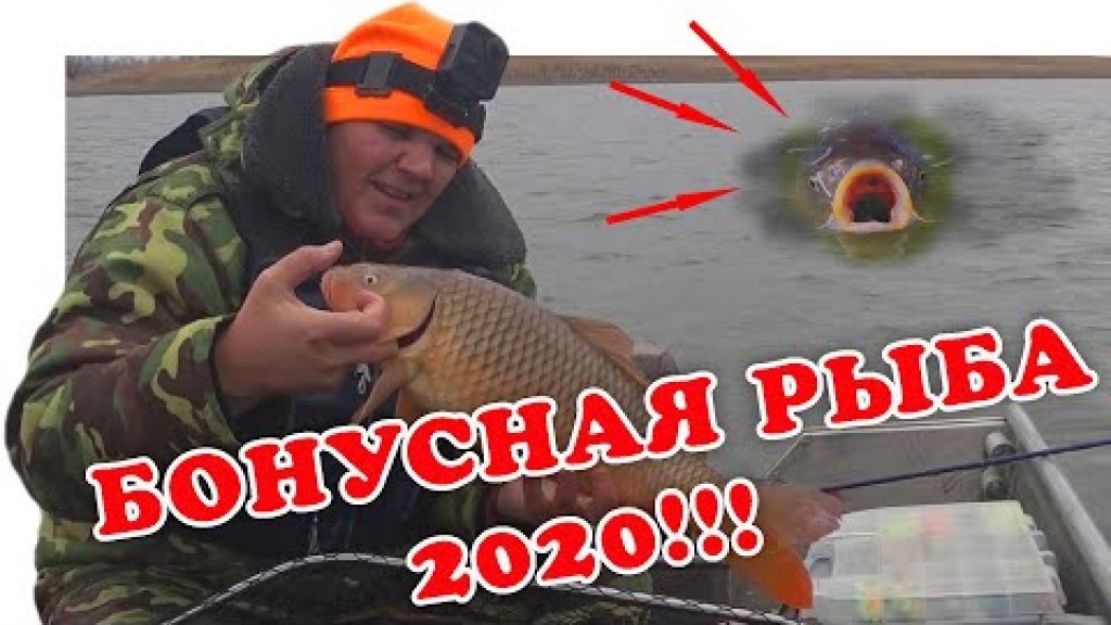 Когда Сазан Вытесняет Судака (Рыбалка 2020) | #Vovabeer