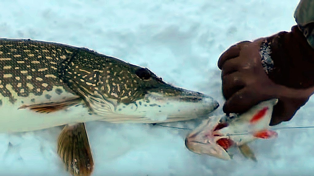 Зимняя рыбалка в Якутии. Щука на живца