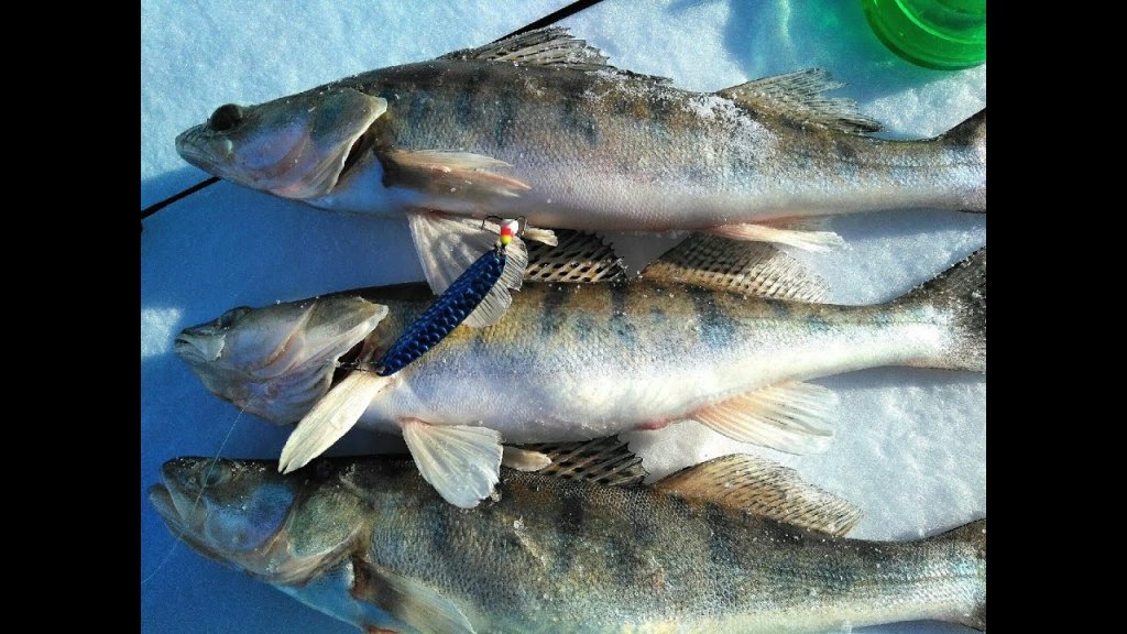 РЫБАЛКА НА ОБСКОМ МОРЕ. Бешеный клев судака на блесну! РЫБАЛКА НА ОБСКОМ МОРЕ. Бешеный клев судака на блесну!