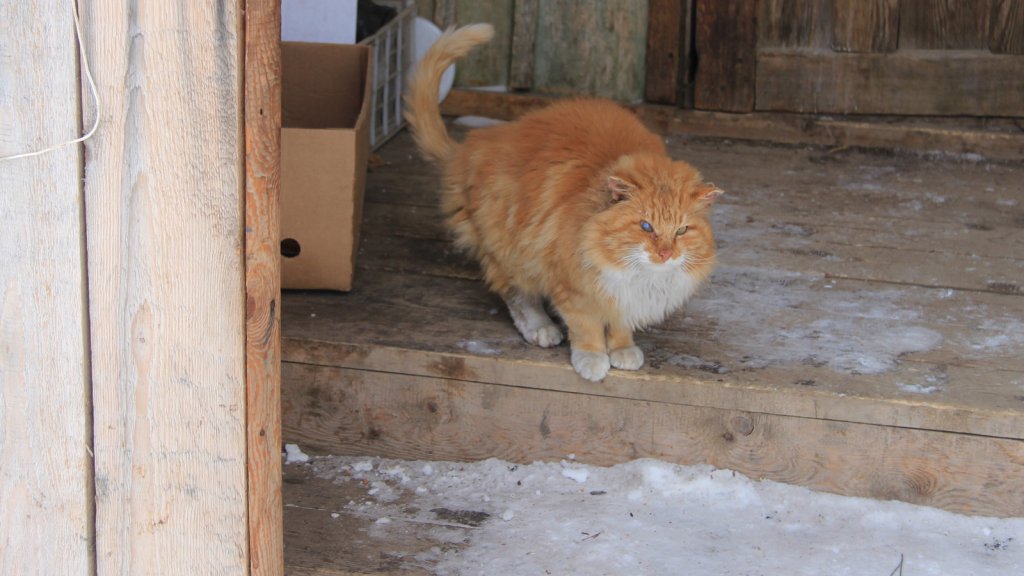 Хариус зимний, Камчатка.