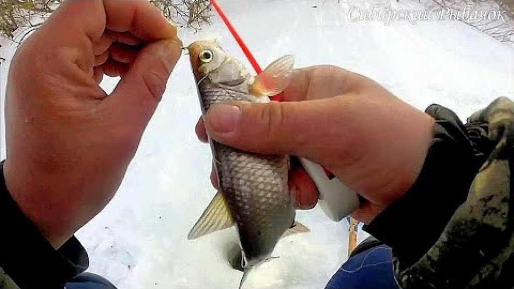 Нашли косяки рыбы на перекатах. Рыбалка в Сибири. (подводные съёмки)