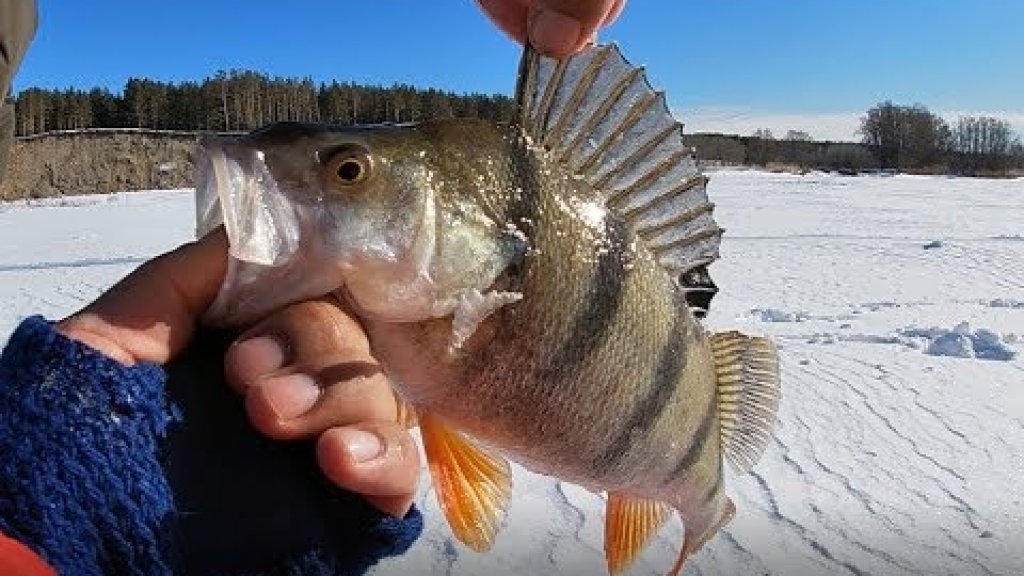 Ловля крупных окуней которые рвут мормышки