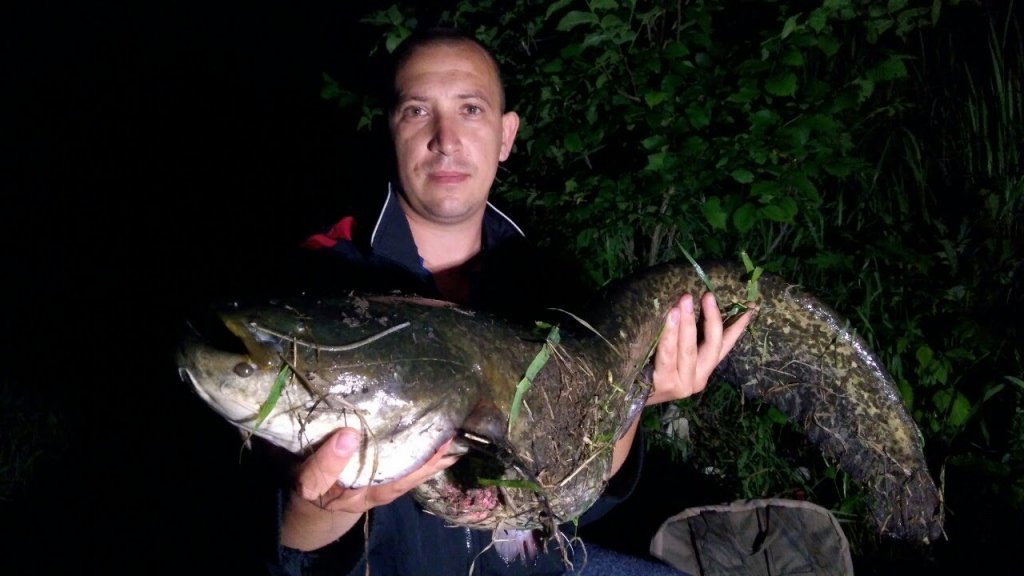 Рыбалка с ночевкой. Поймали два крупных сома на донку в дикой реке