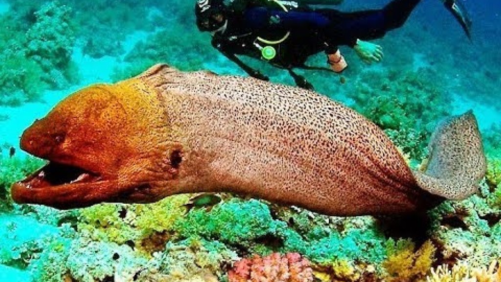 Подводный мир шарм эль шейха. Лучший отельный коралловый риф. Красное море. Египет