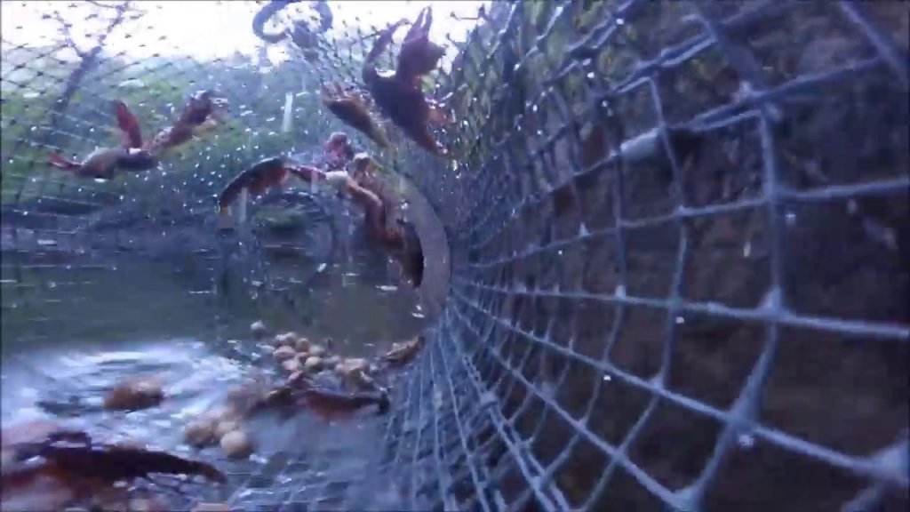 Ловлю раков на кошачий корм. съёмка под водой