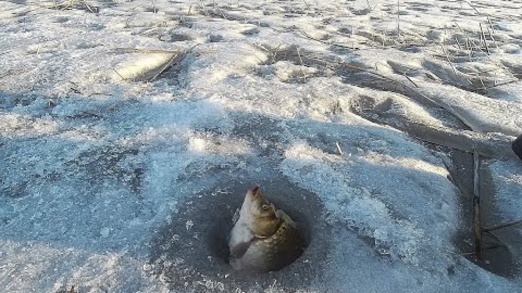 Серьезные караси по последнему льду Серьезные караси по последнему льду