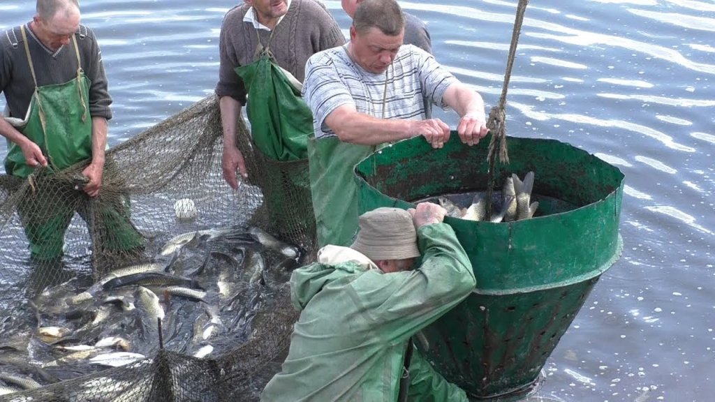 Рыбаки и подводные охотники таскают рыбу мешками в нерест
