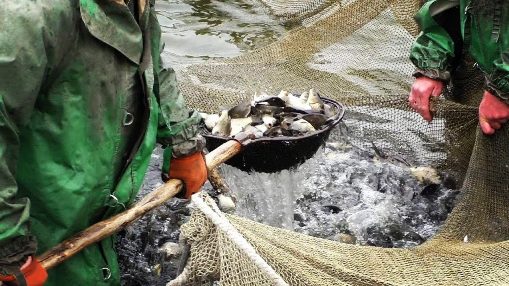 Рыбаки поймали в сети 170 кг карпа в нерест. Запустили рыбу в реку